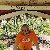 Sinan, 60